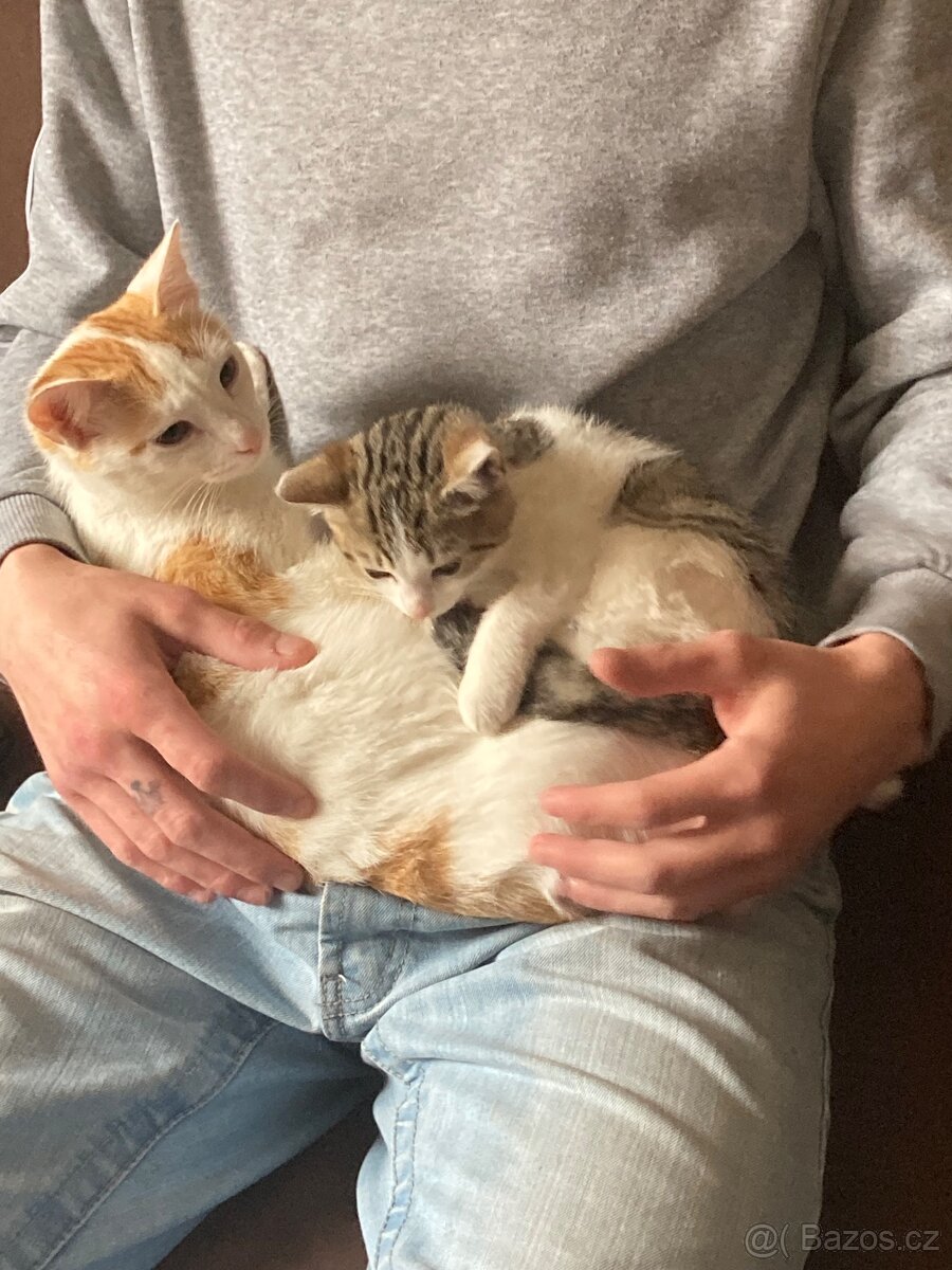 Daruji kocourka a kočičku. - 5