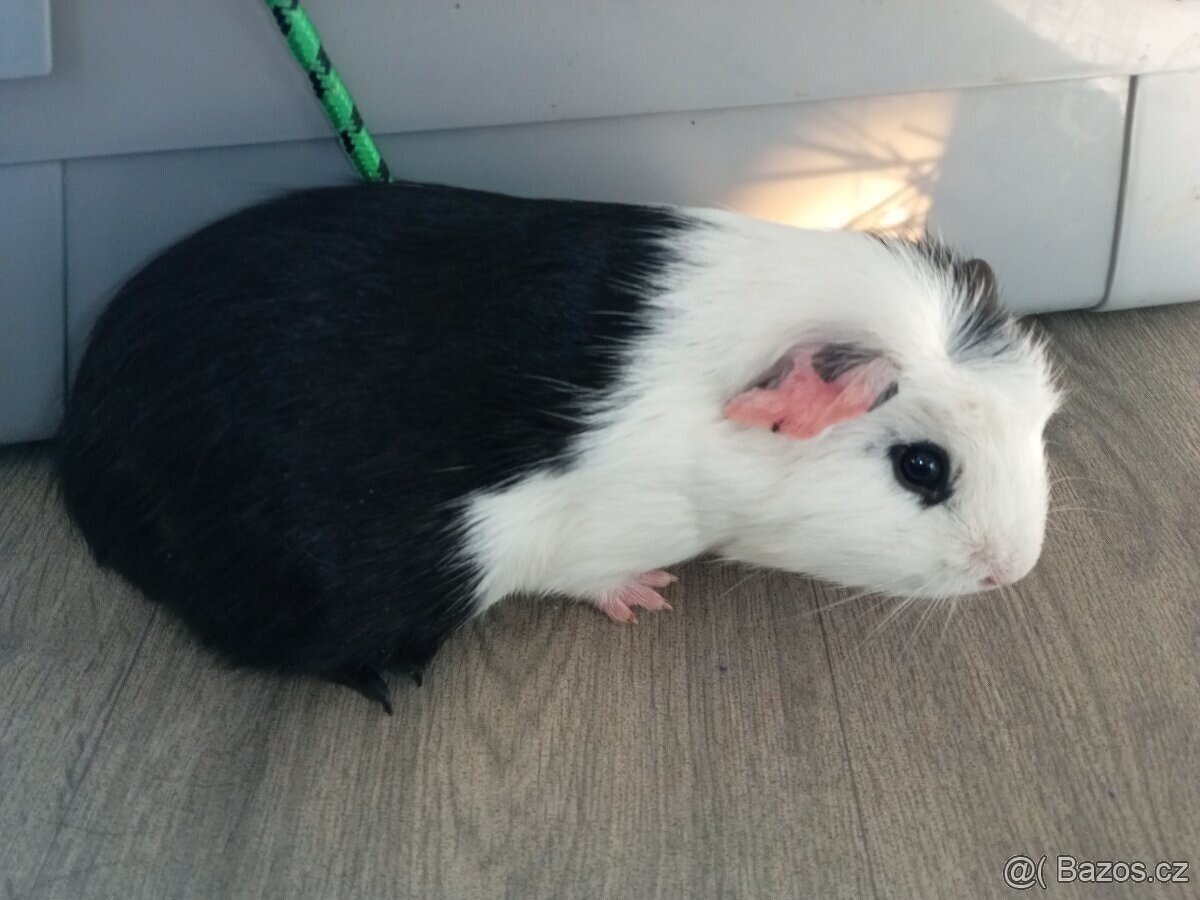 CUY (75%) Morčata - samečci - 5