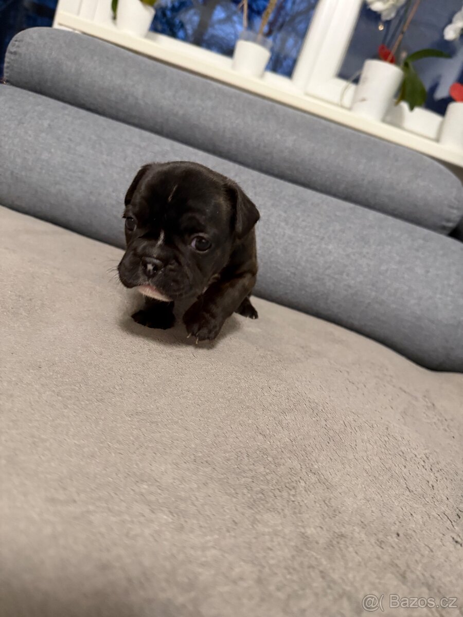Francouzský buldoček - 5