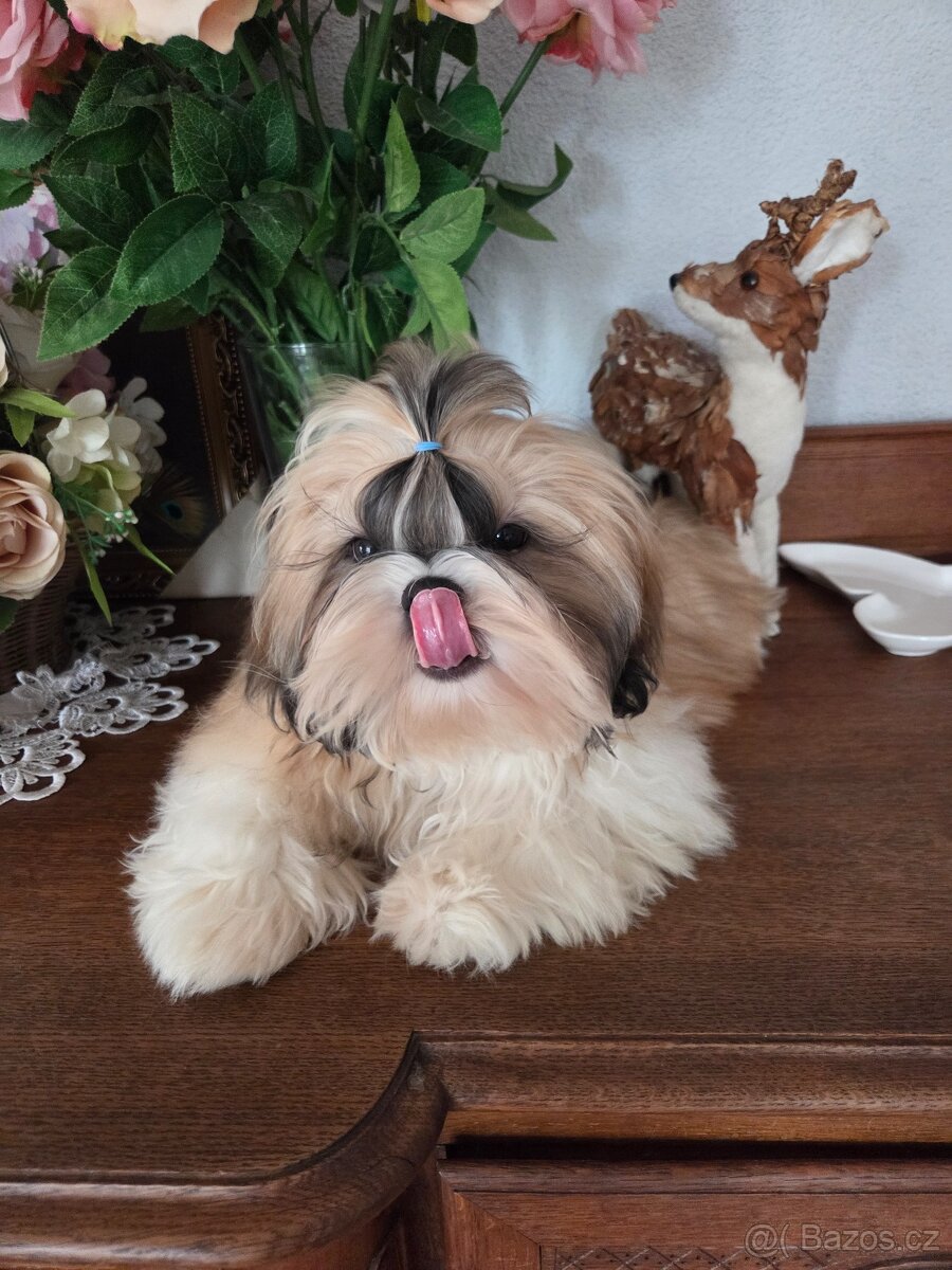 Šteniatka shih tzu s PP - 5