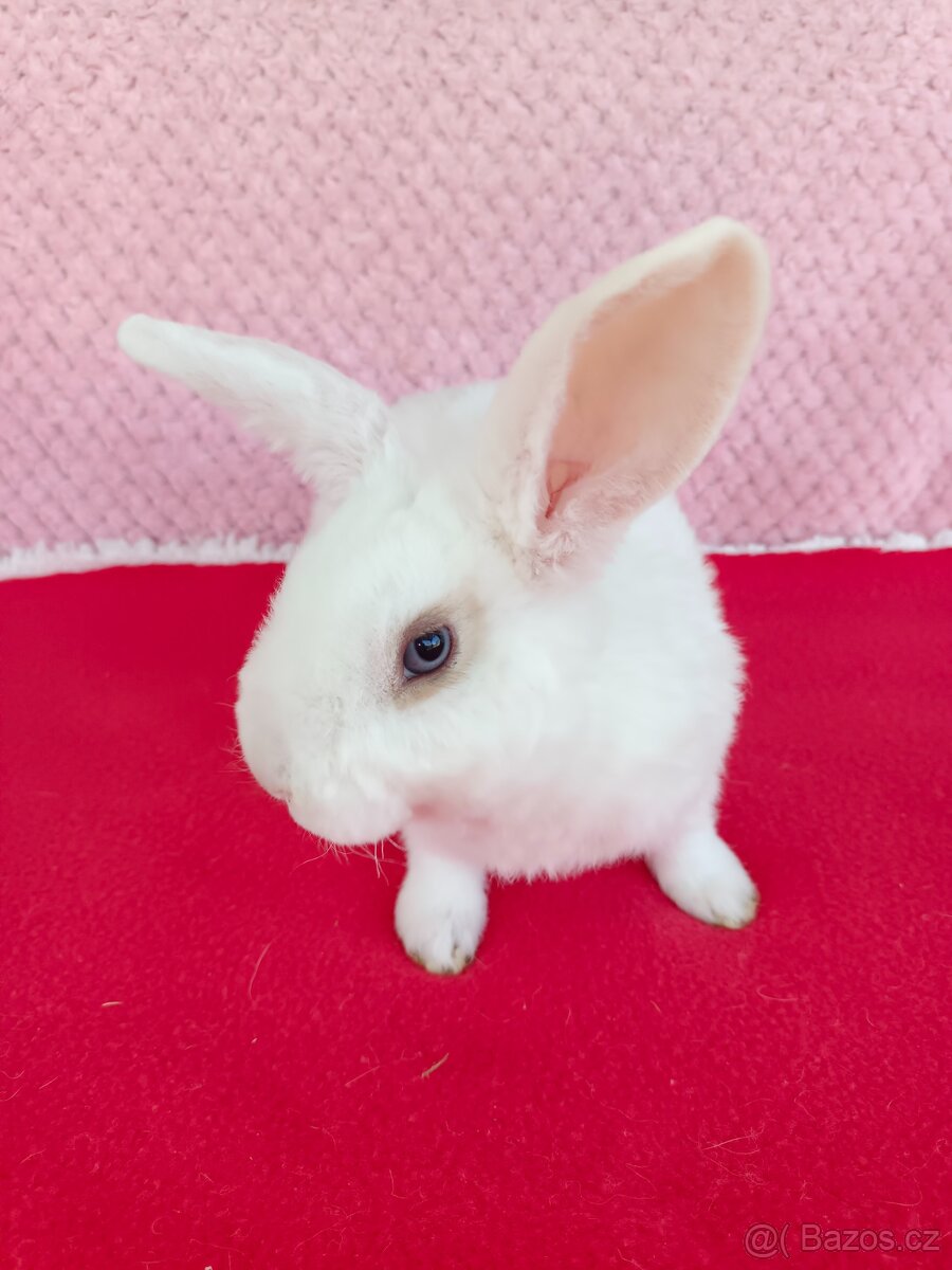 Zakrslý beránek - 5