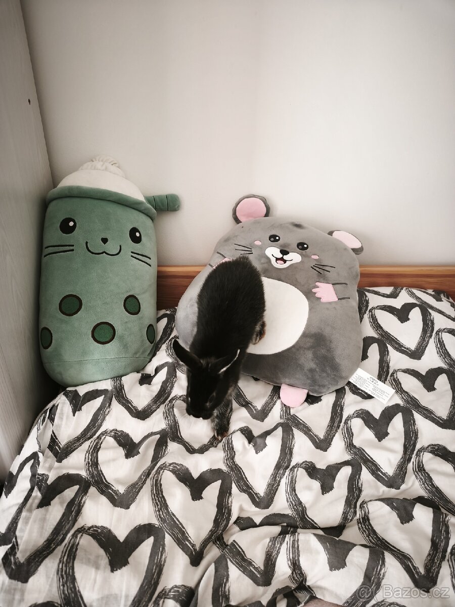 Zakrslý králík - 5