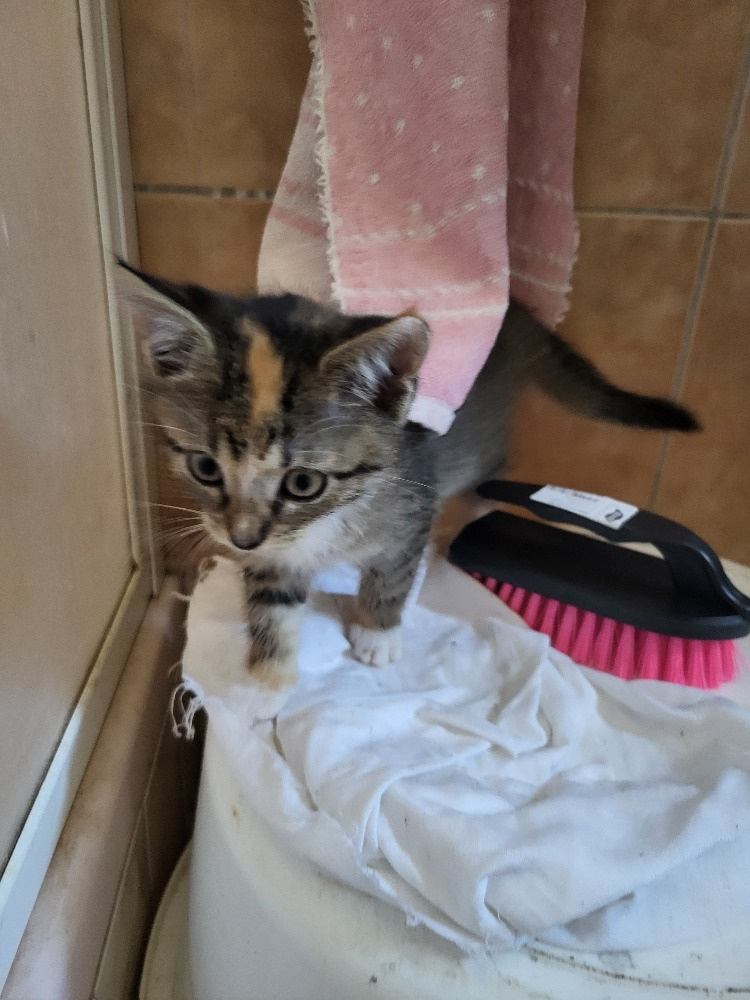 koťátka hezky vybarvená - 5