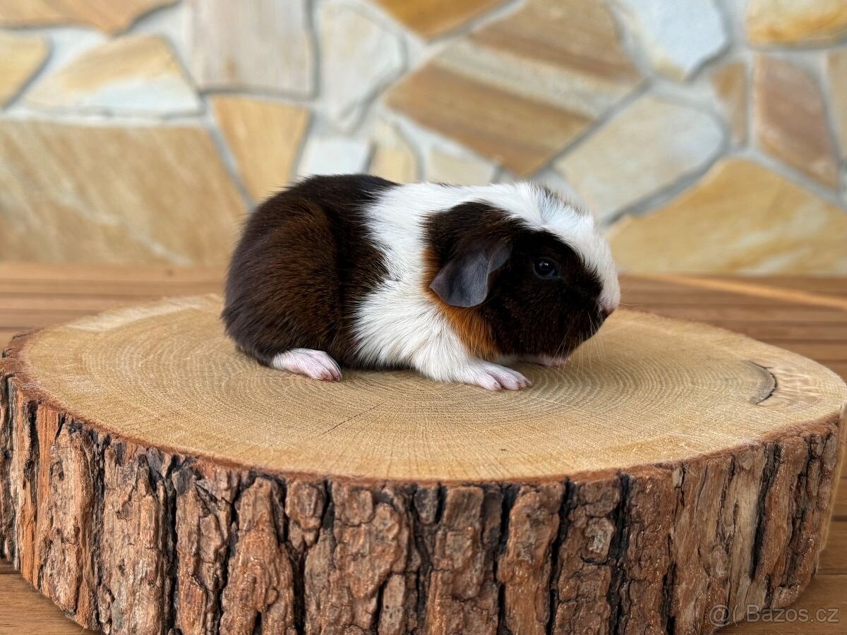 Morče, morčata s PP - 5