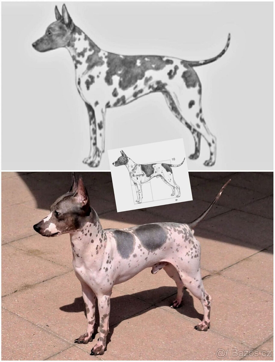 Chovatelská stanice Silesia Iron americký bezsrstý teriér - 5