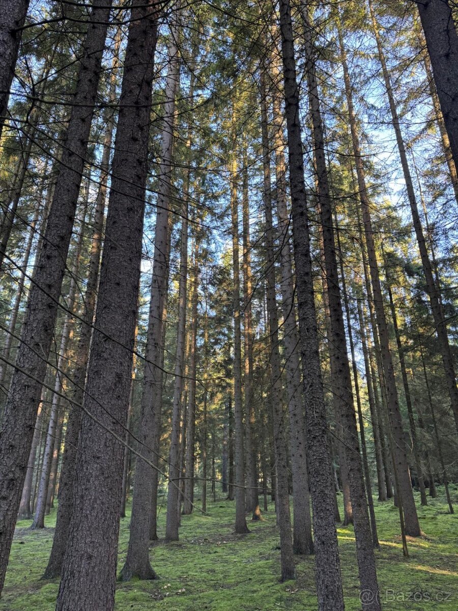 Prodej lesního pozemku k.ú. Havlovice - 5