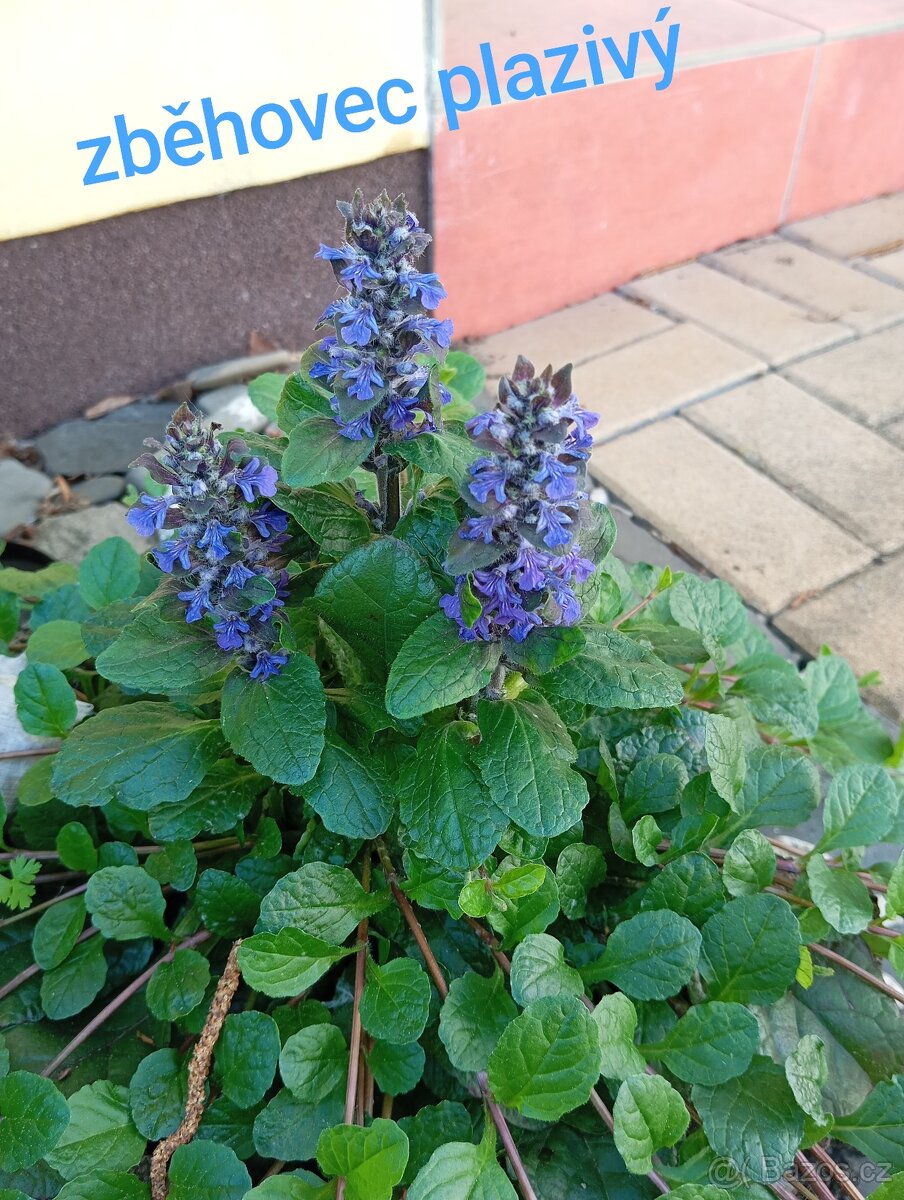 Trvalky a semena rostlin - 5