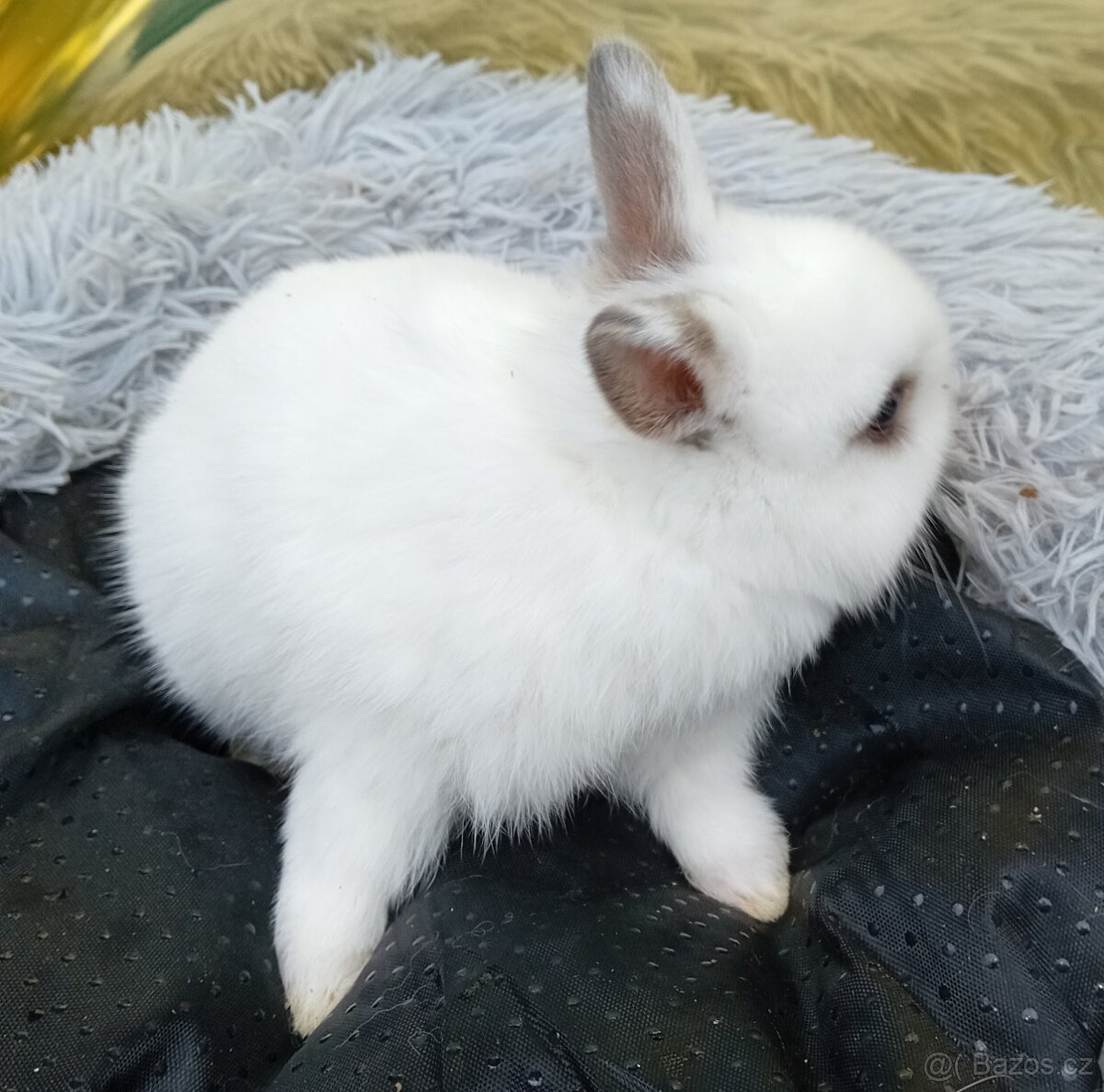 Zakrslý králíček E2 - 5