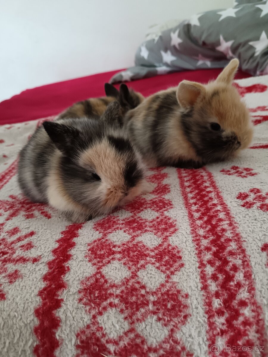 Zakrslý králík králíček - 5