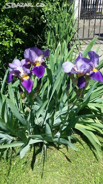 TRVALKY - mladé rostlinky - 5