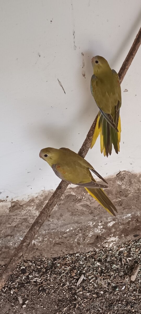 Neoféma tyrkysová skořice 0,1 kr.25 - 5