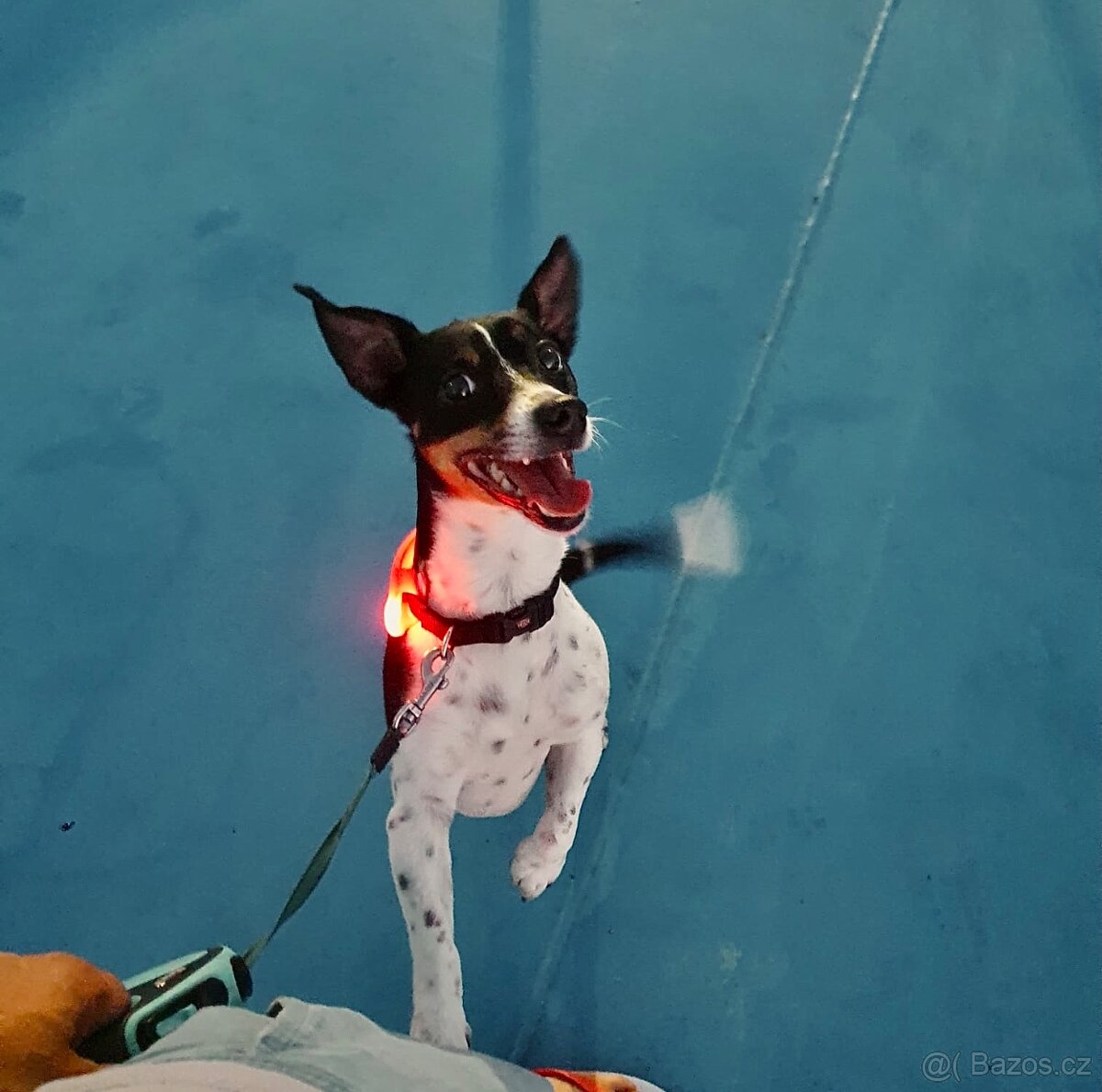 KRYTÍ – JACK RUSSELL TERRIER • OSKAR• ANGLICKÝ PŮVOD 🇬🇧 - 5