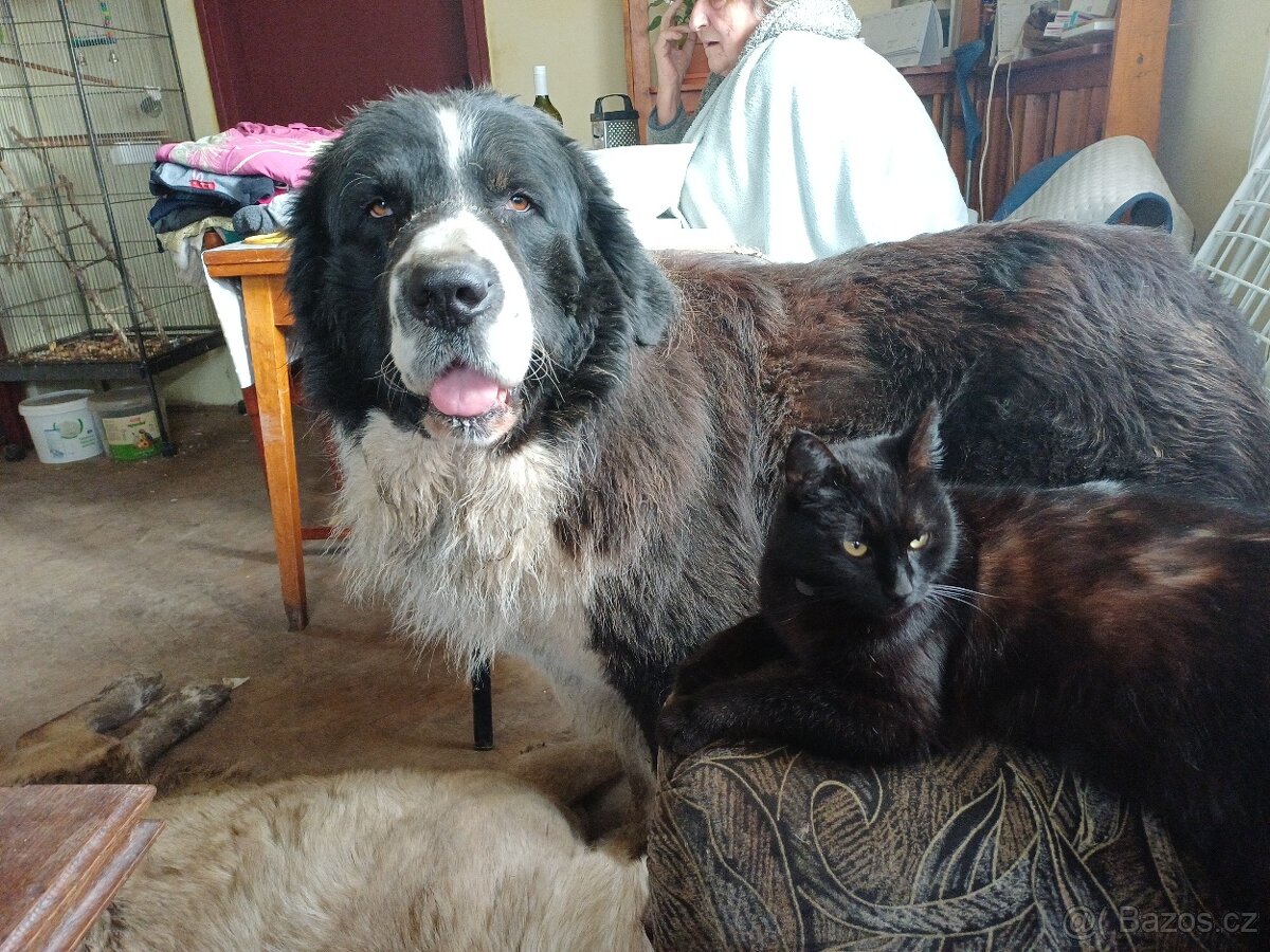 Štěňátka SAO - 5