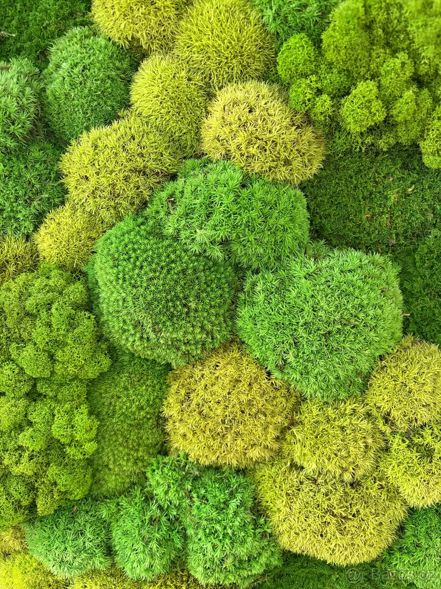 Mechový obraz velký - 5