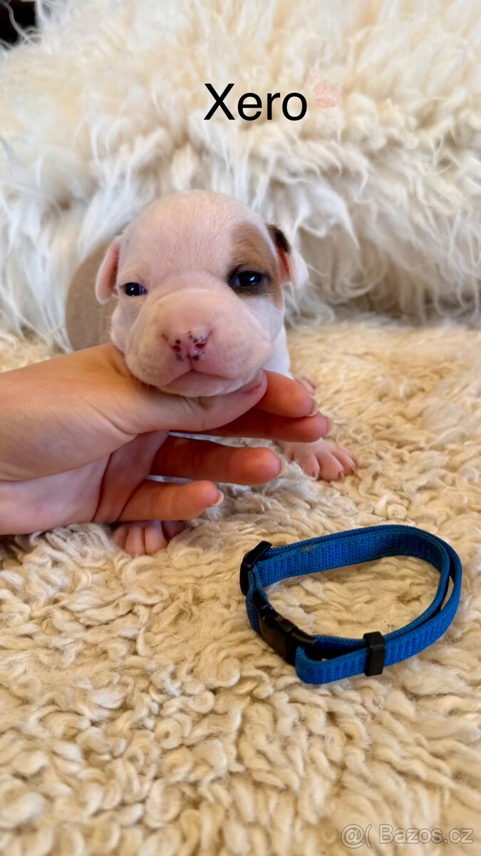 Americký stafordširský terier - 5