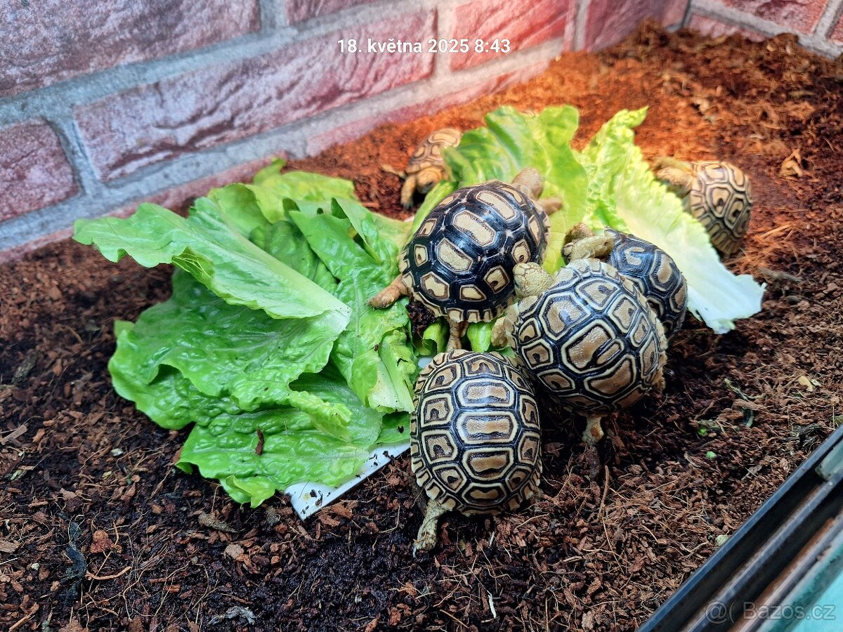 Suchozemská želva pardálí - Stigmochelys pardalis babcocki - 5