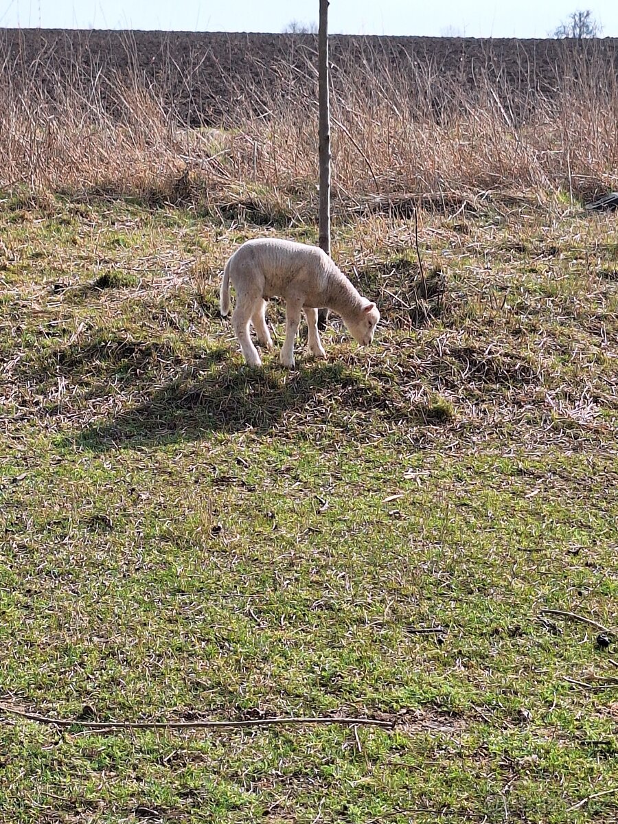 Prodám beránka - 5