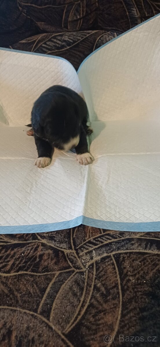 Štěňátka SAO - 5