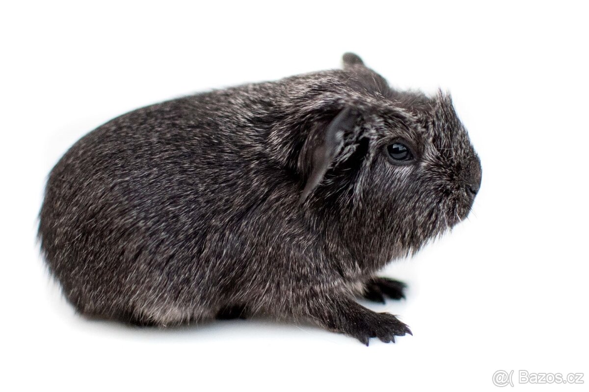 Morčata - kluci s PP - 5