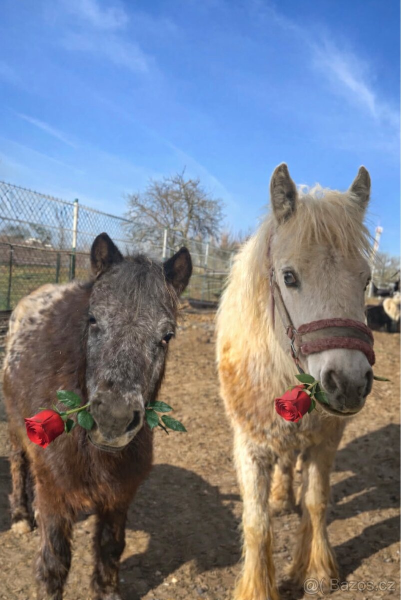 Irsky cob hrebecek - 5