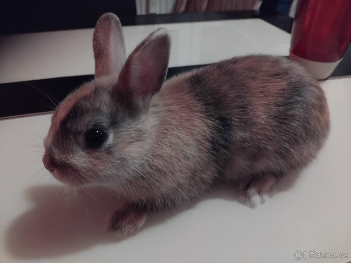 Zakrslý králík ihned k odběru - 5
