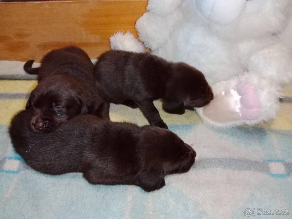 Labradorský retrívr štěně - 5