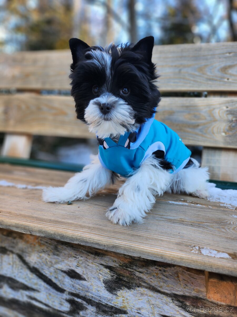 Jorkšírský tetiér - 5