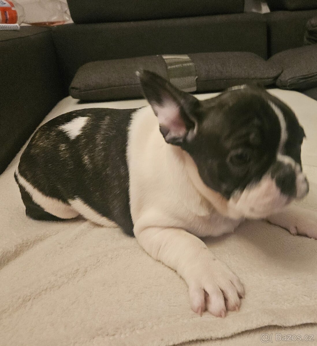 Francouzsky buldocek - 5