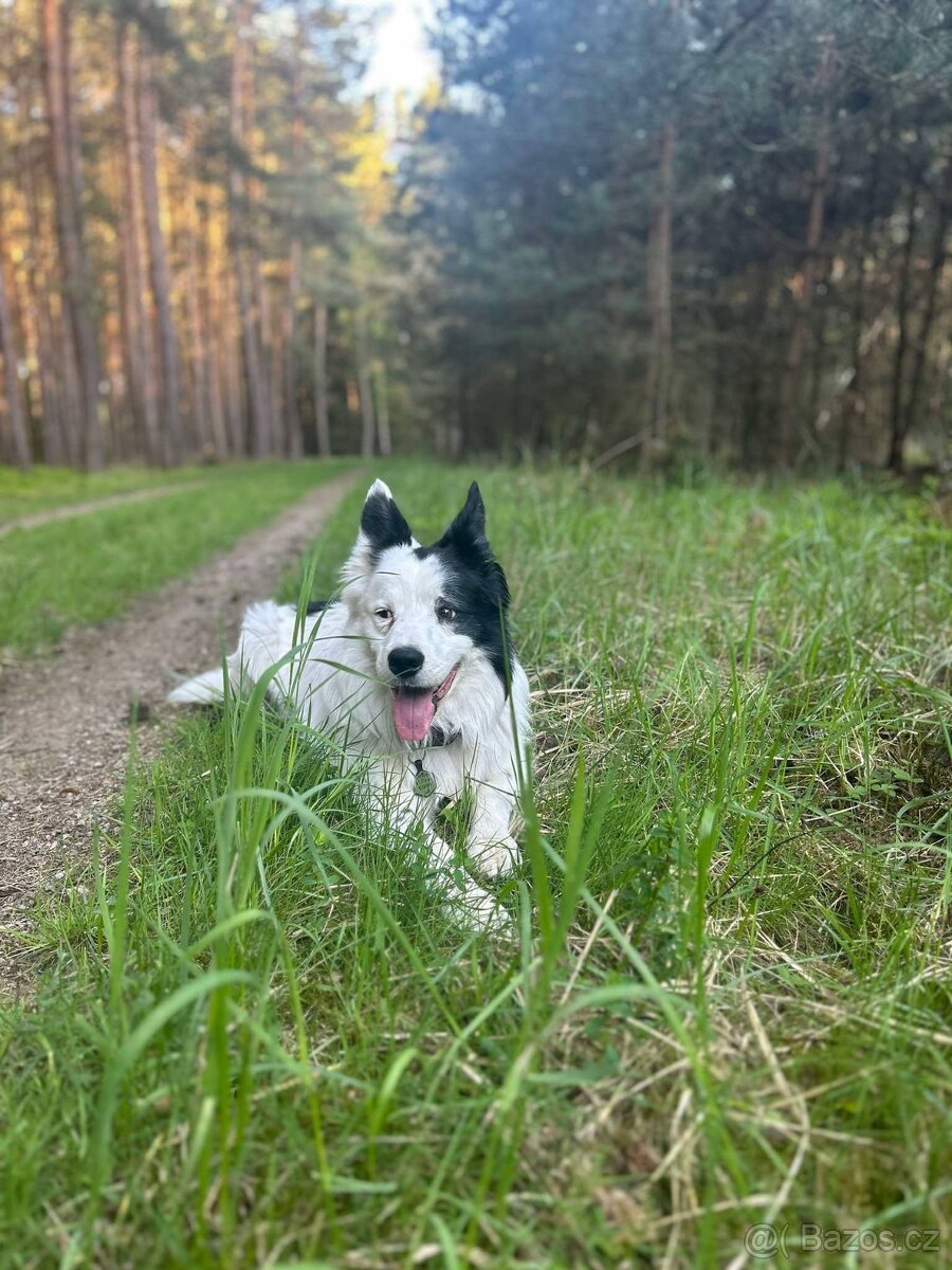 BOC s PP ke krytí - 5