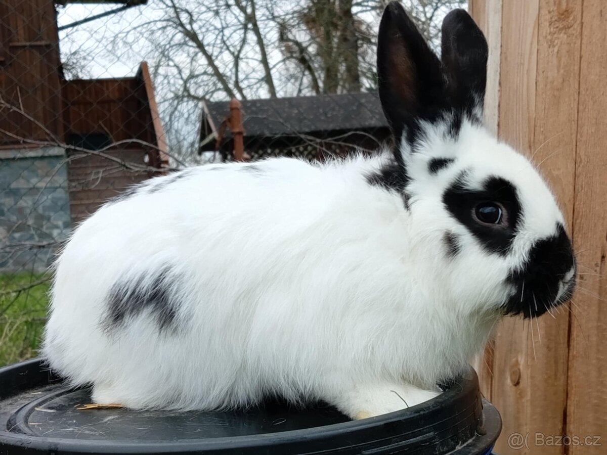 Sameček - NA CHOV ČI MASO 2 - 5