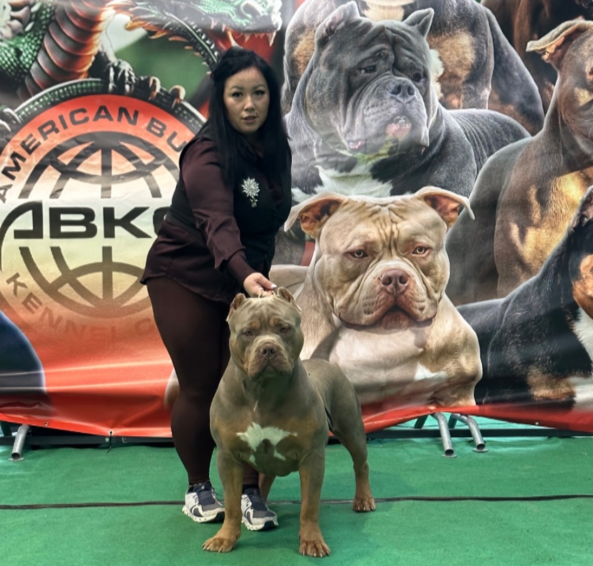 American bully XL, pitbull xxl - 5