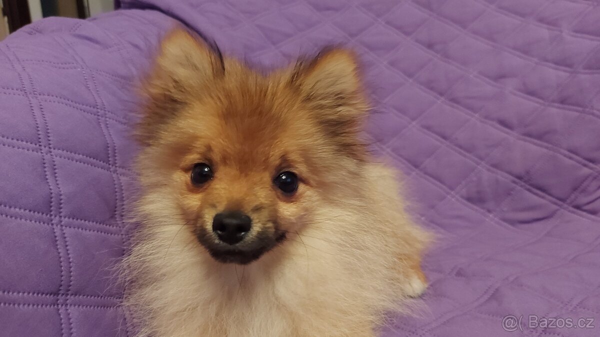 Špic, nemecký špic , oranžový špic, pomeranian - 5