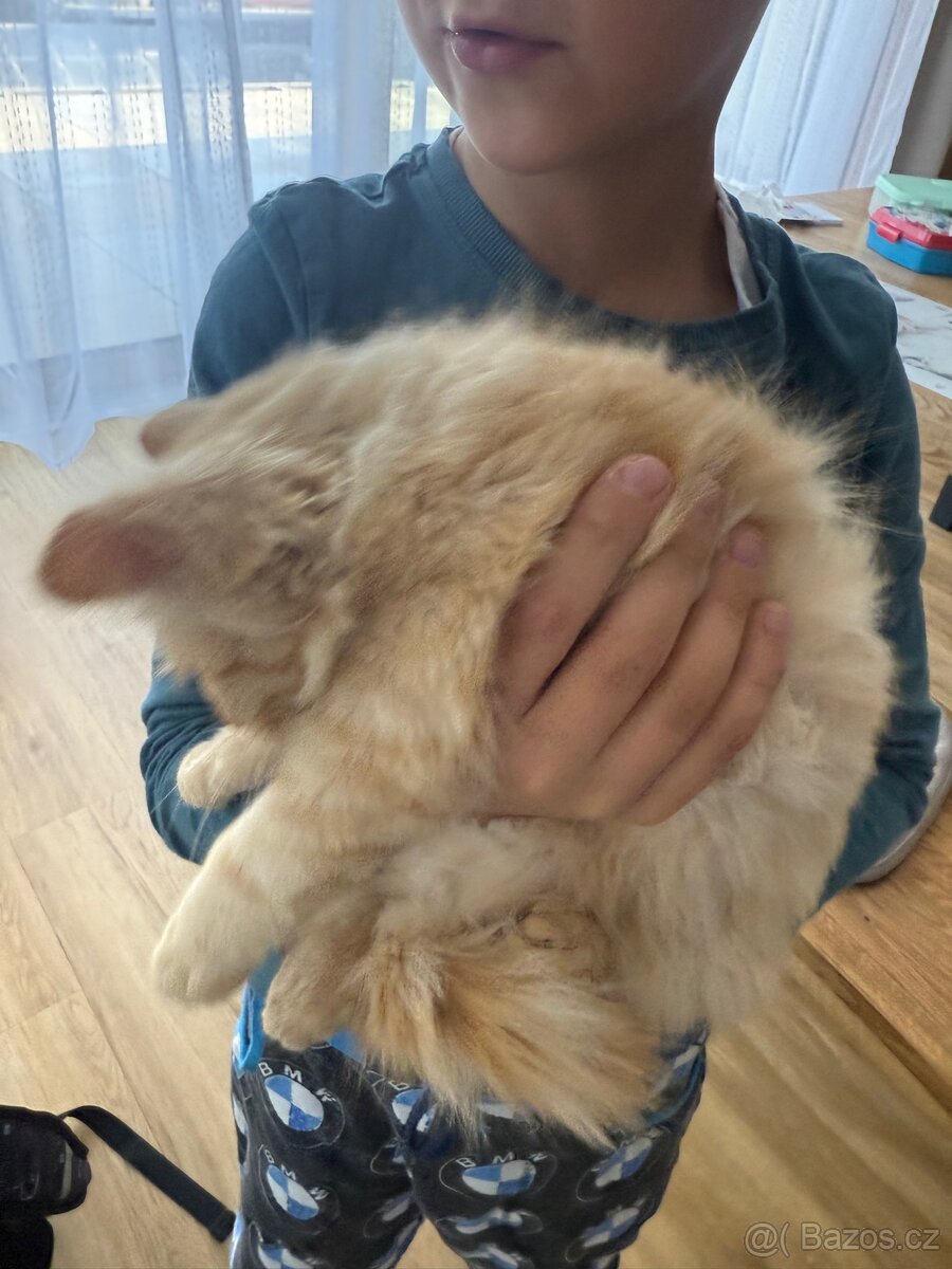 Kocourek, kote, kocour - 5