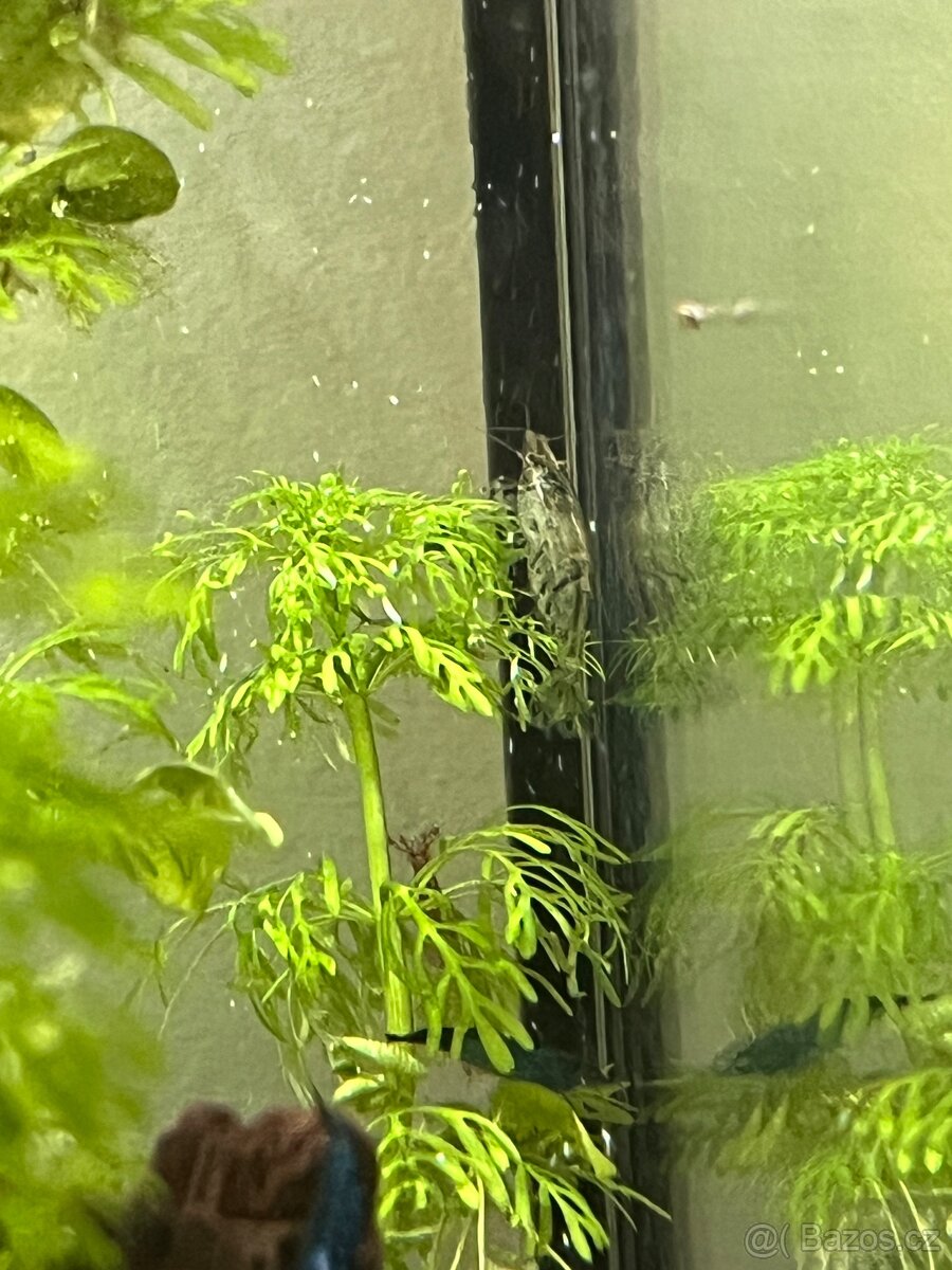 Krevetky neocaridina mix - 5