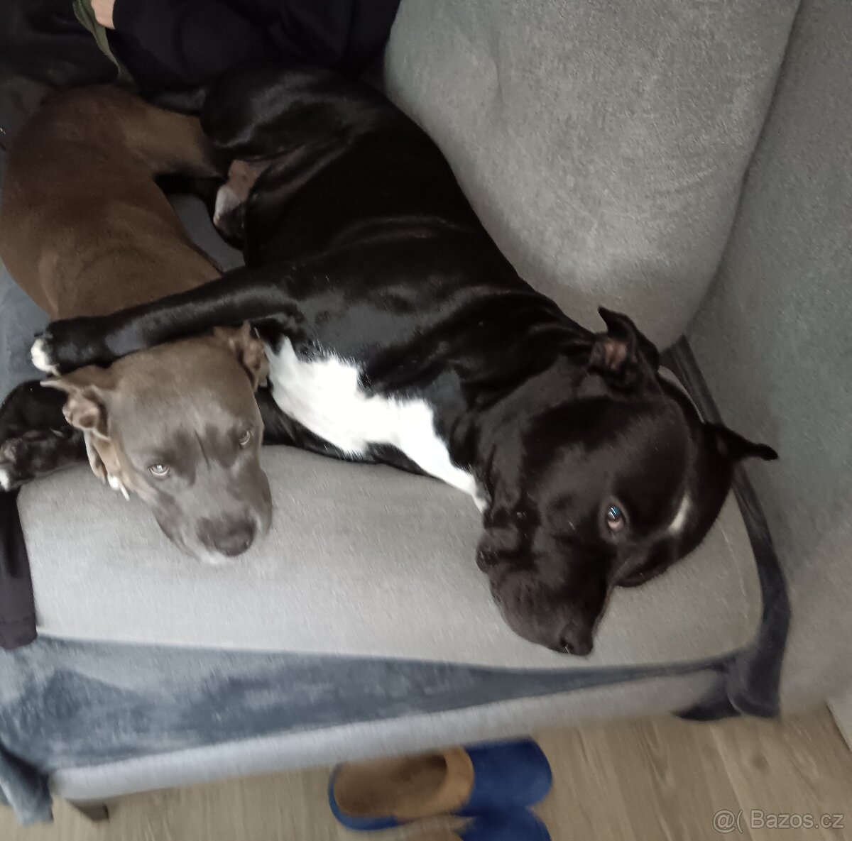 Americký stafordšírský teriér - 5