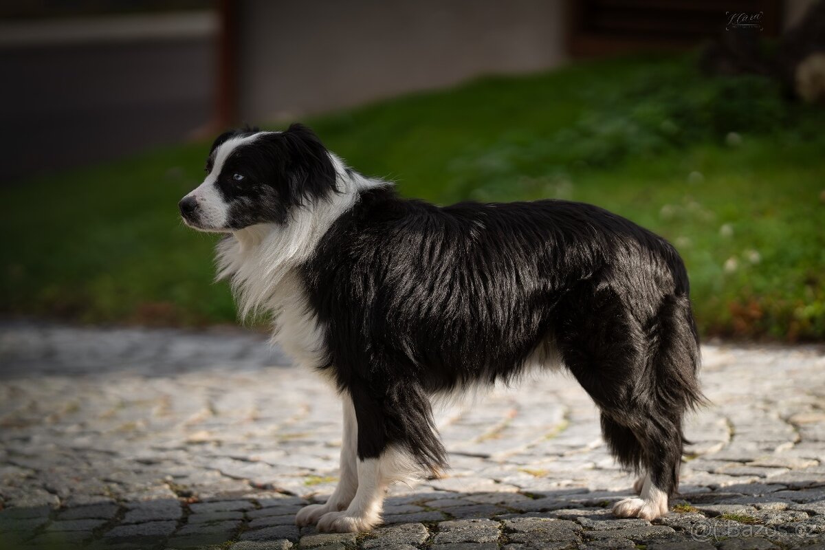 Blue merle bi Miniaturní Americký ovčák / Australský ovčák - 5