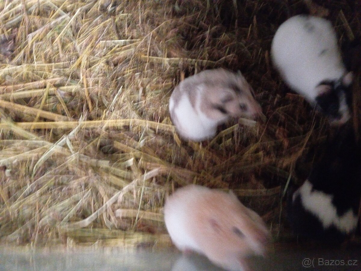 Křeček Syrský samice - 5