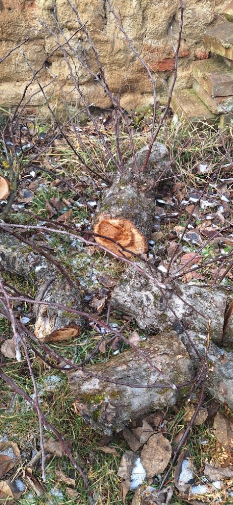 Jabloňové špalky pro řezbáře - 5