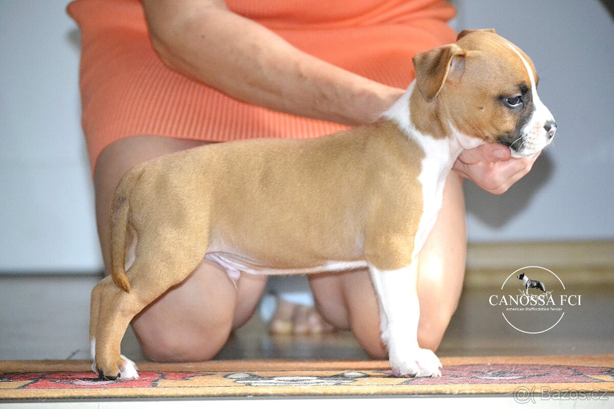 Americký stafordšírský teriér, pes po rodičích z USA - 5