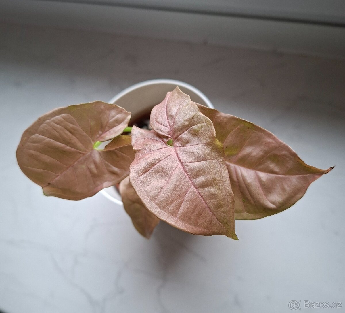 Pokojové rostliny - monstera albo, thai, syngonium albo.. - 5