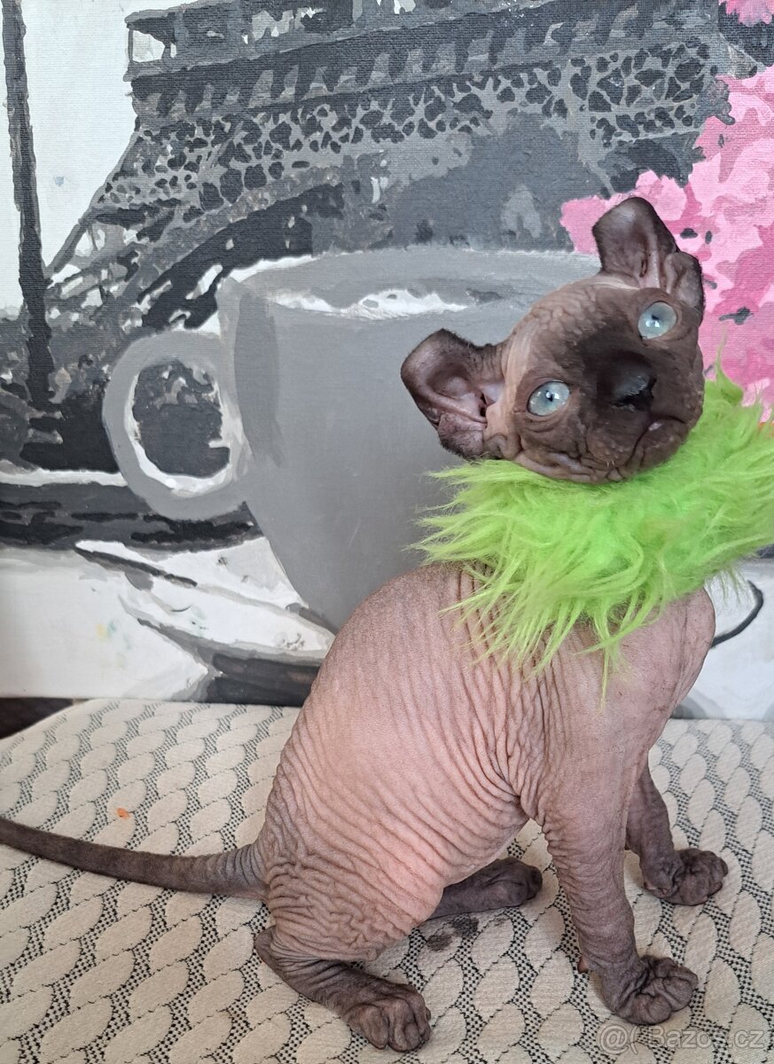 Exkluzivní koťátka Sphynx Elf – možnost rezervace - 5