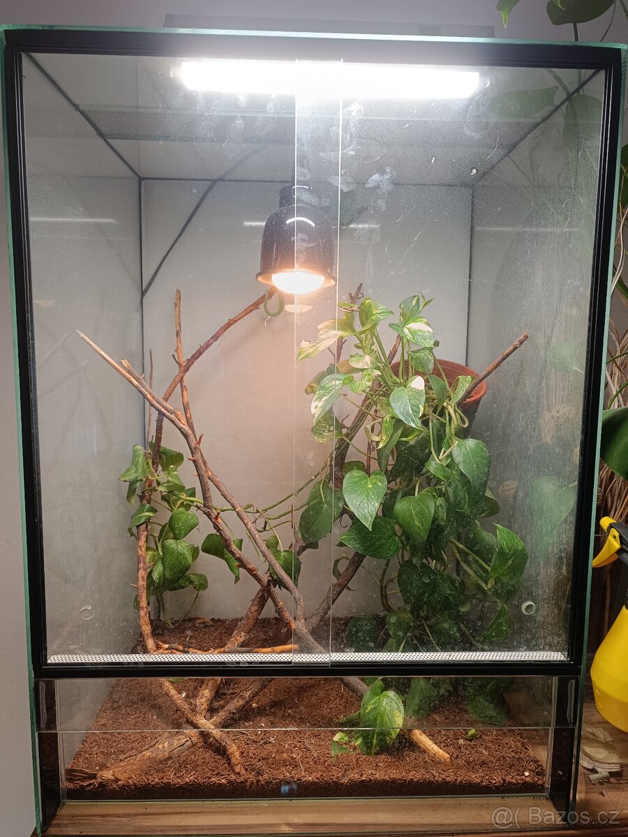 Chameleon jemenský - 5