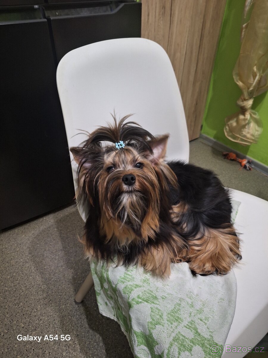 Jorkšírský teriér - 5