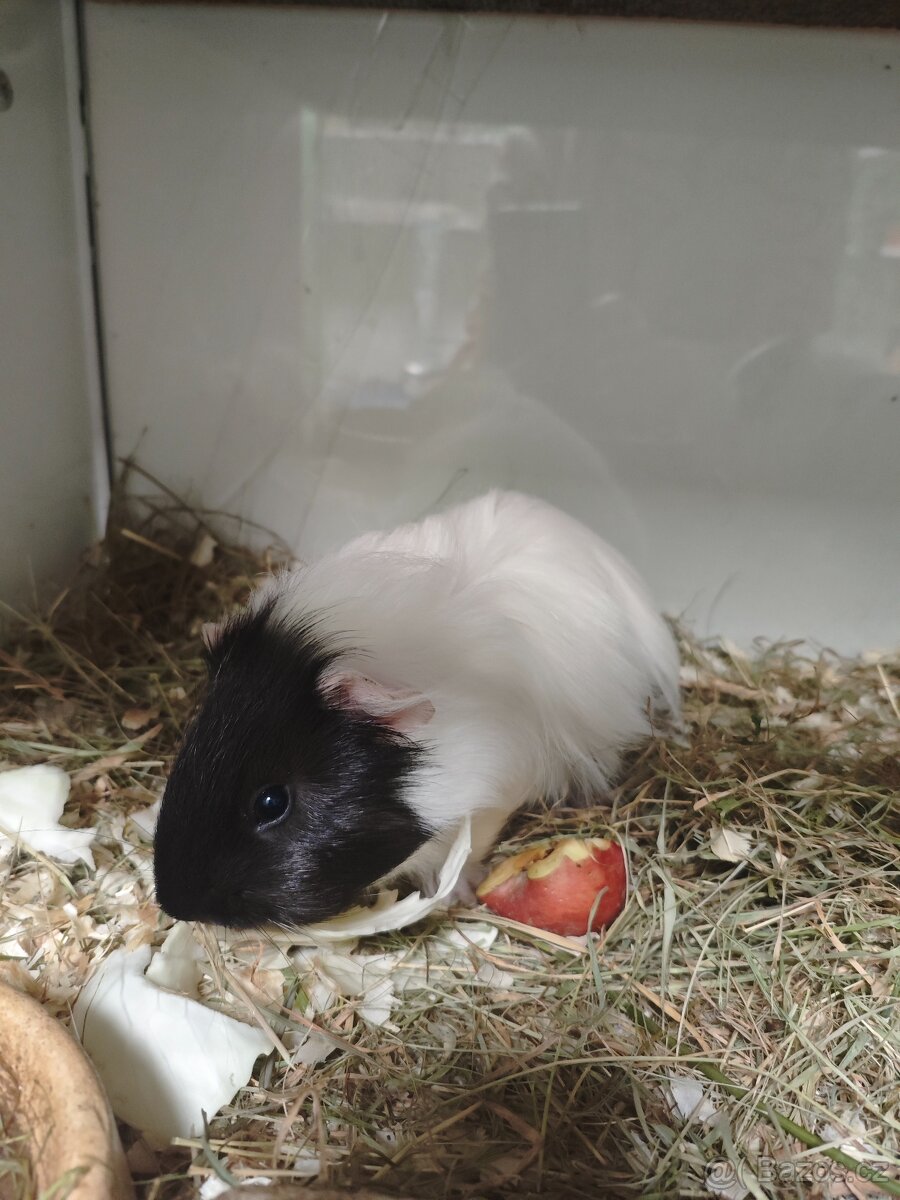 Morčatka, zakrslý králíček - 5