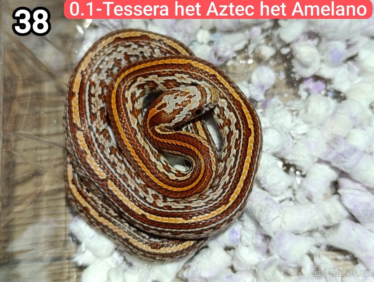 Užovka červená - 5