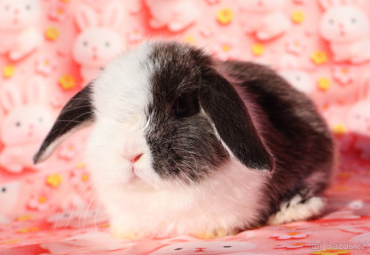 Malinkatí zakrslí beránci s VP . - 5