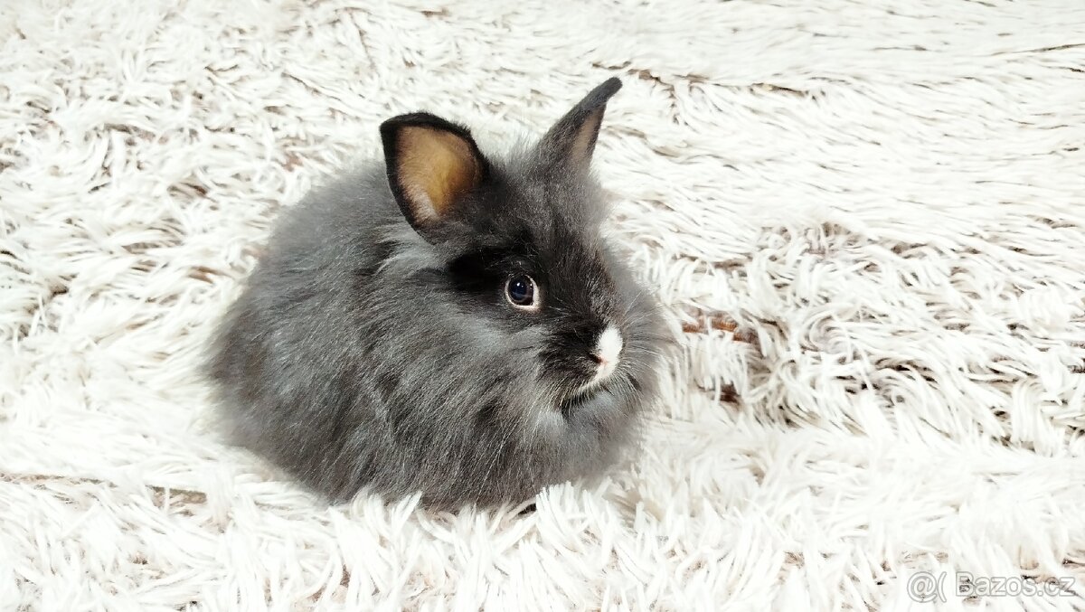 Zakrslý, králík, králíček - HOLLY - 5