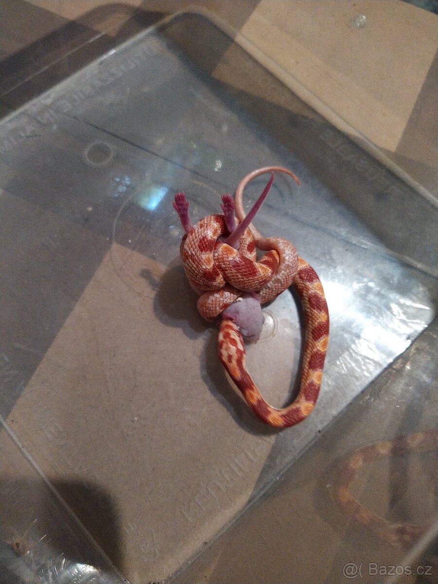 UŽOVKA ČERVENA - 5