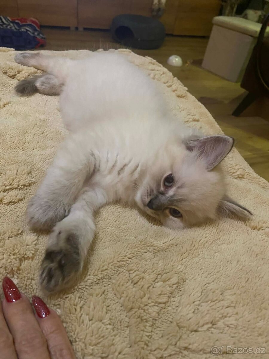 Ragdol Koťata - 5