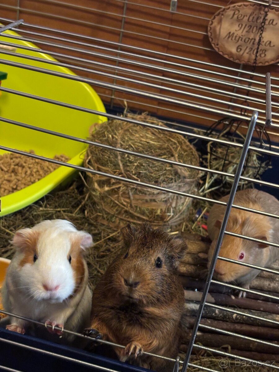 Do nejlaskavějších rukou morčátka… - 5